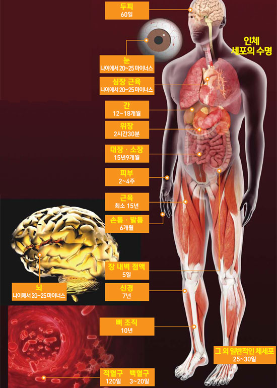 신체장기수명.jpg