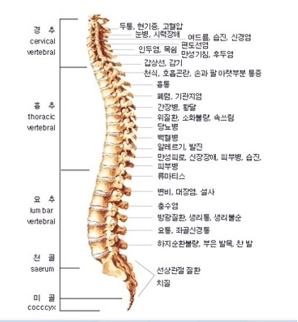 척추2.jpg