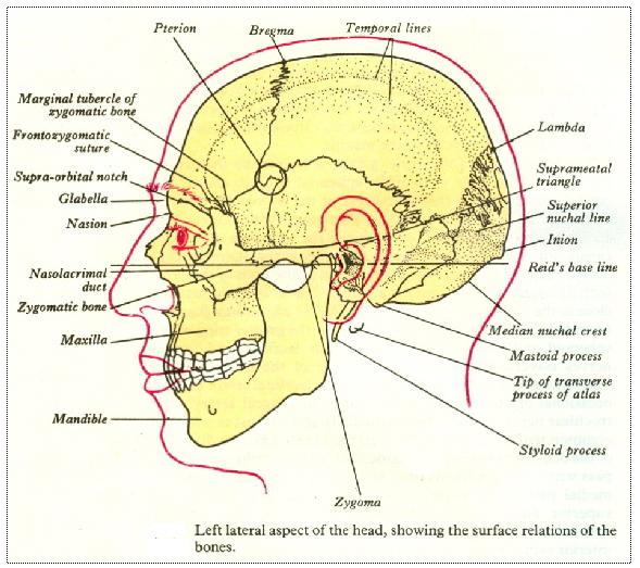 측두골-1.JPG