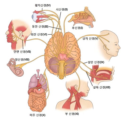 뇌신경_인플레-대표.jpg