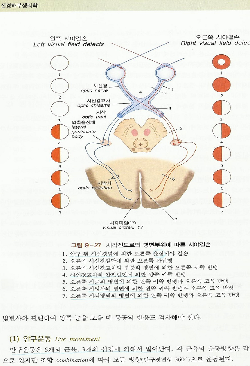 시신경 회로도-1.png