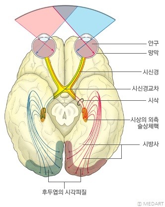 시신경.jpg