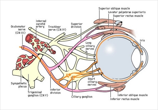 눈_뇌신경 3.jpg